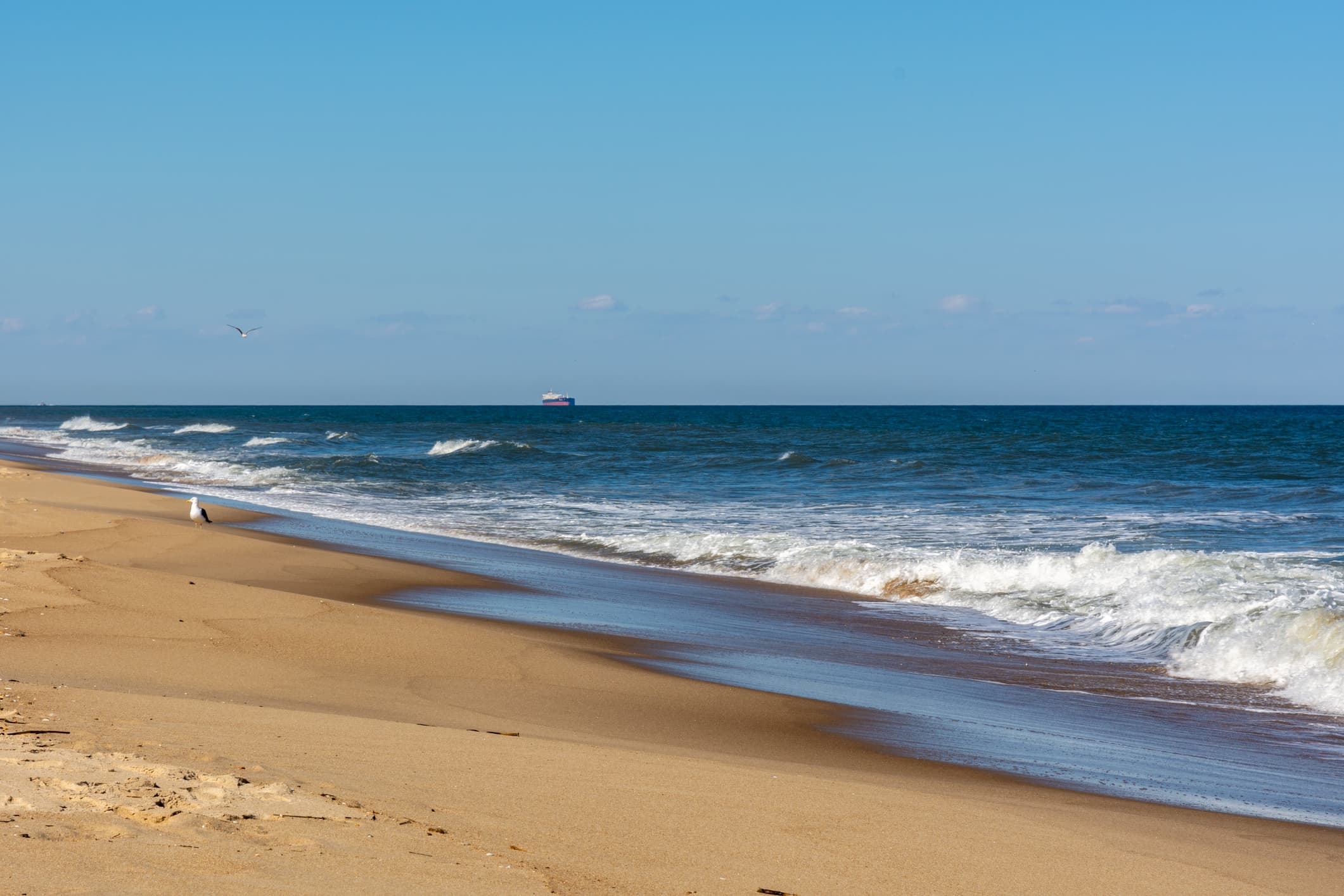beach with a seagull and ship in the background
