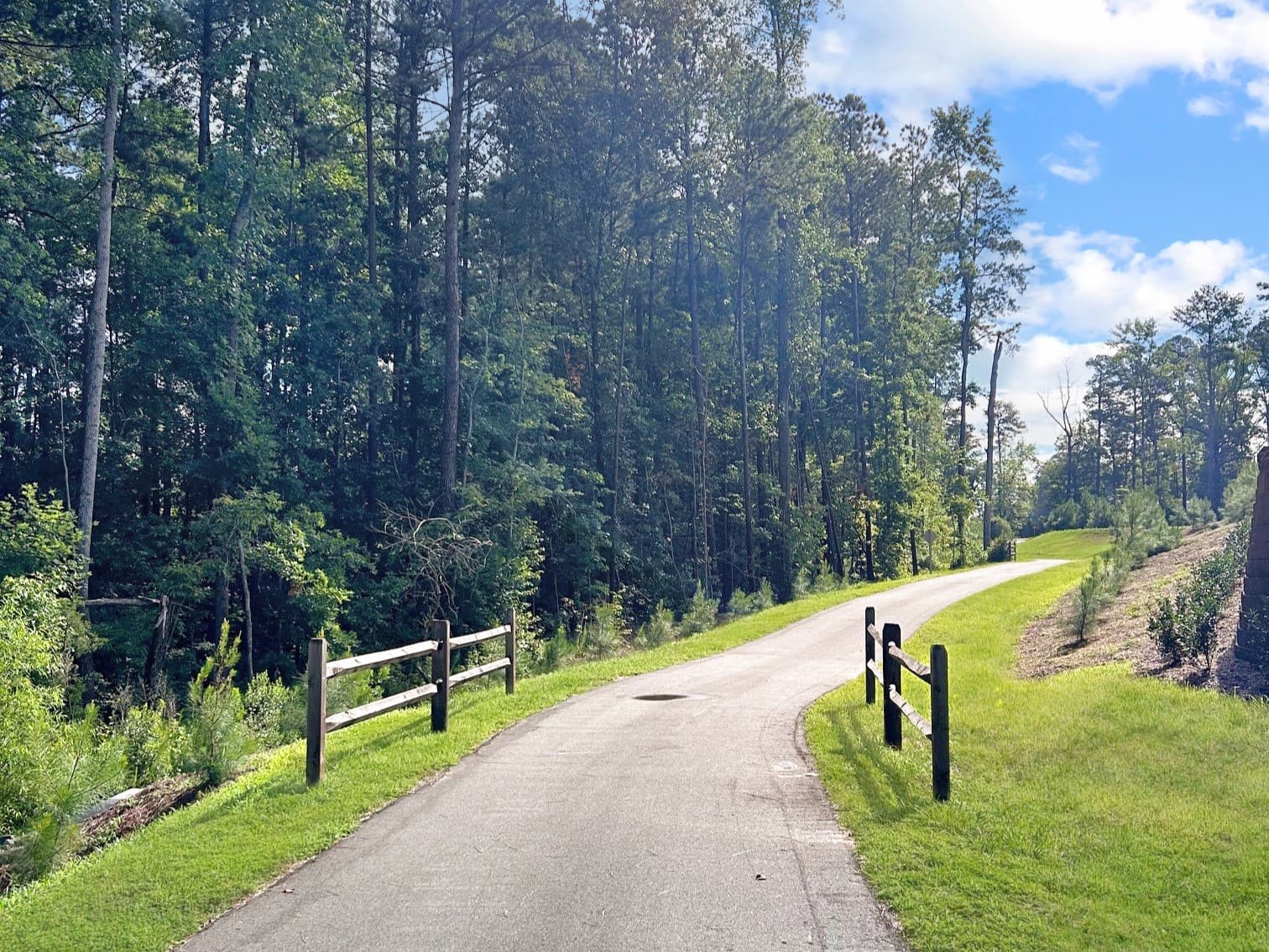 walking path with green trees and clear blue skies