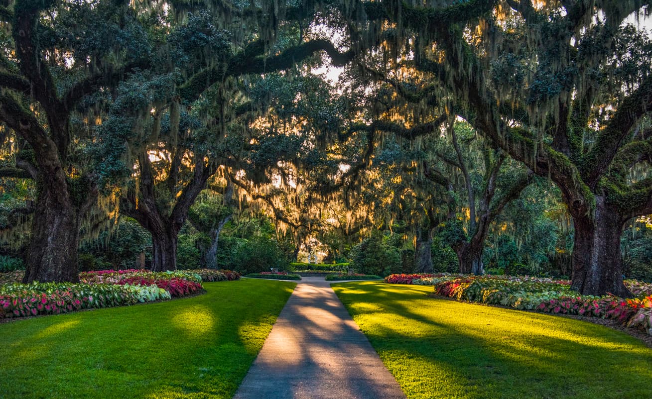 walkway lined with oak trees in Murrells Inlet, SC